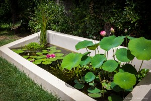 La vasca con fiori di ninfee, loto e pesci