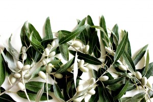 olive-leaf-2657695_1280