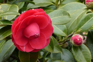 Camelia centrotavola