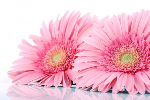 gerbera centrotavola