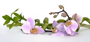 orchidea bamboo domus comeliana