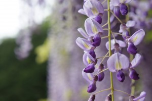 glicine fiori primaverili 